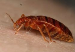 Уничтожение насекомых